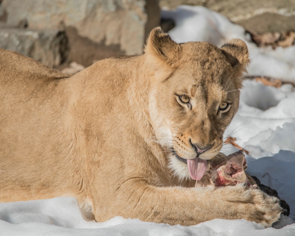 Lion in the Snow