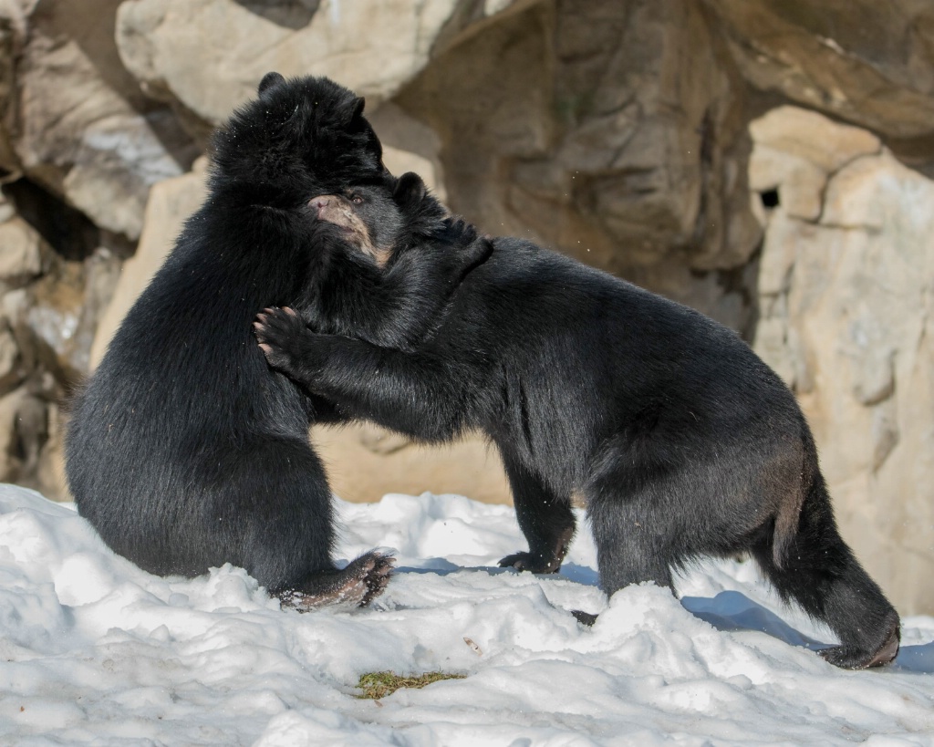 Andean Bear Cub Play Time