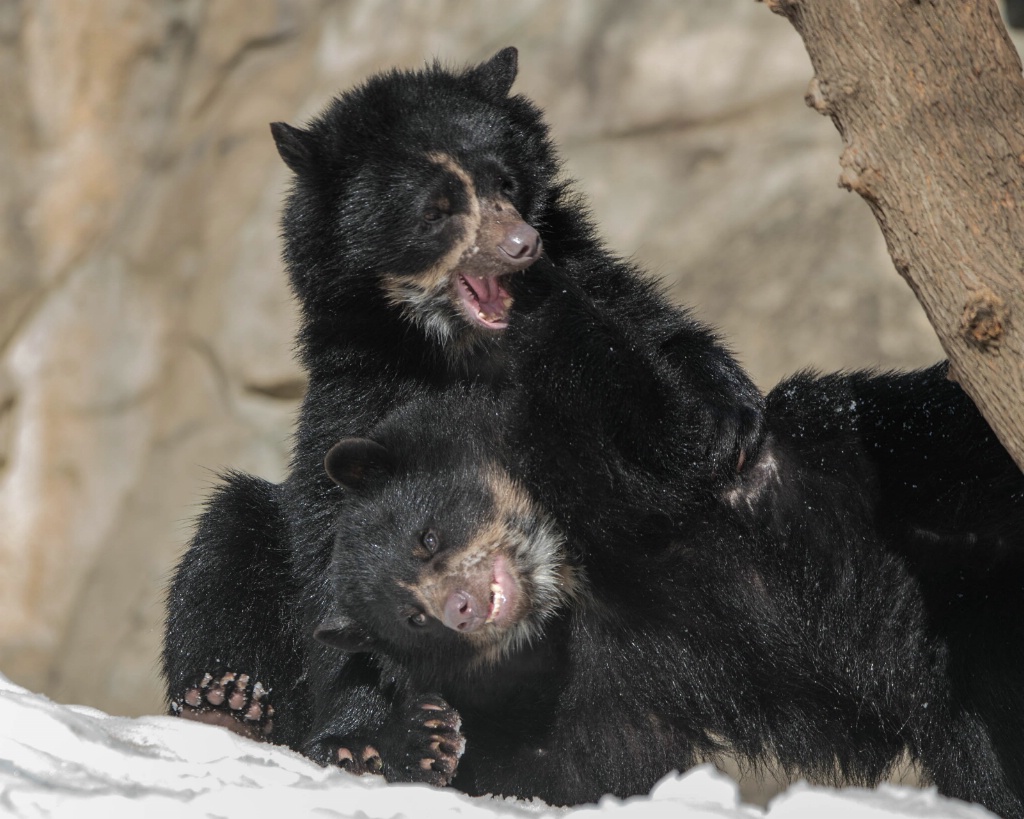 Wrestling Andean Bear Cubs