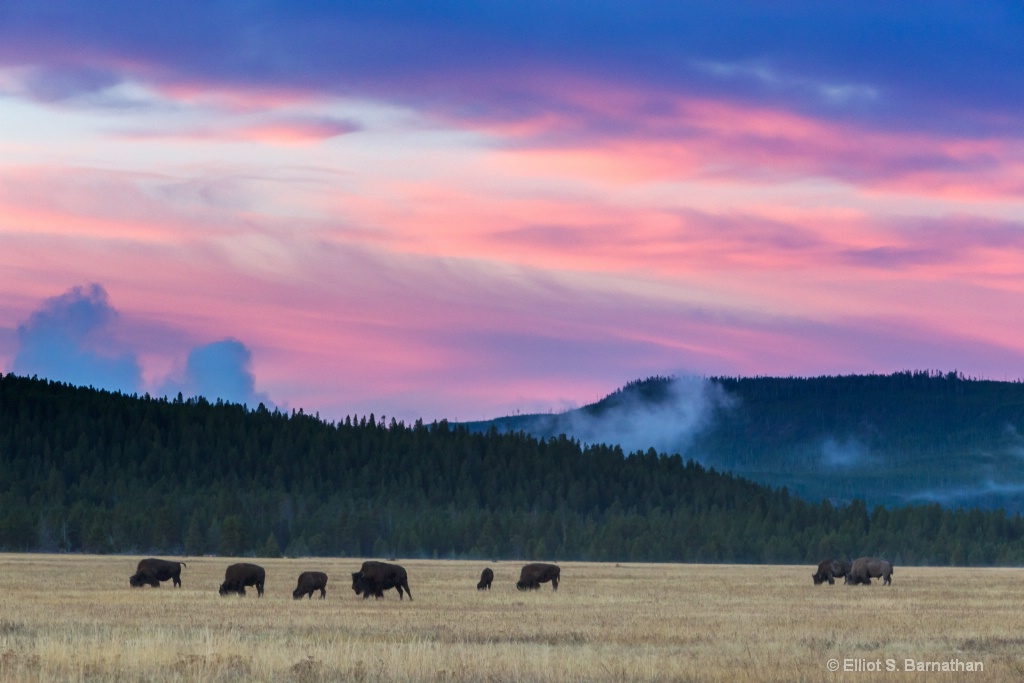 Yellowstone 81