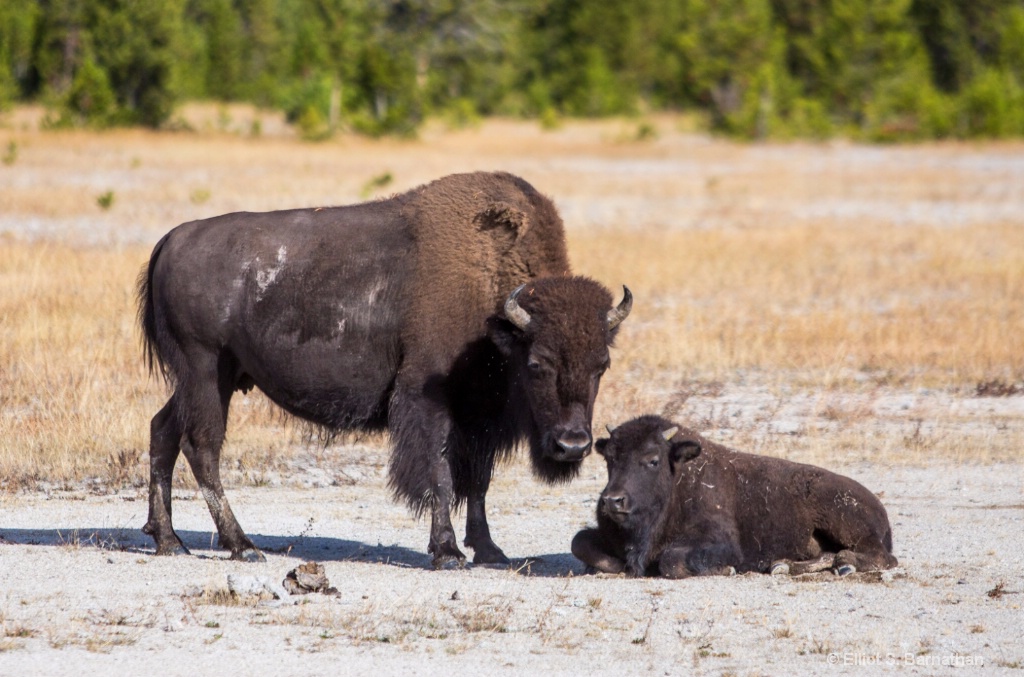 Yellowstone 79