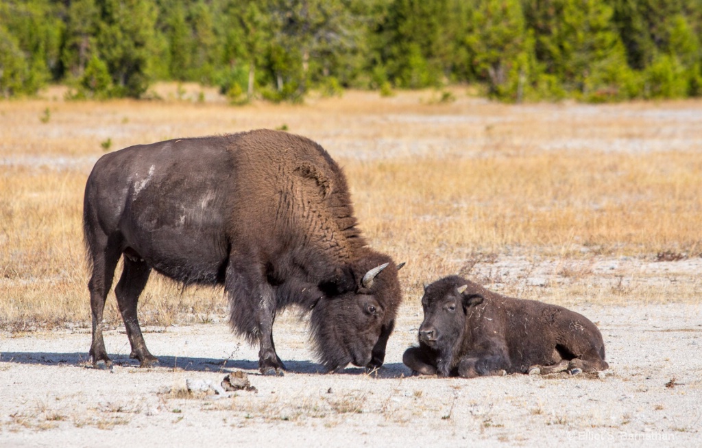 Yellowstone 78