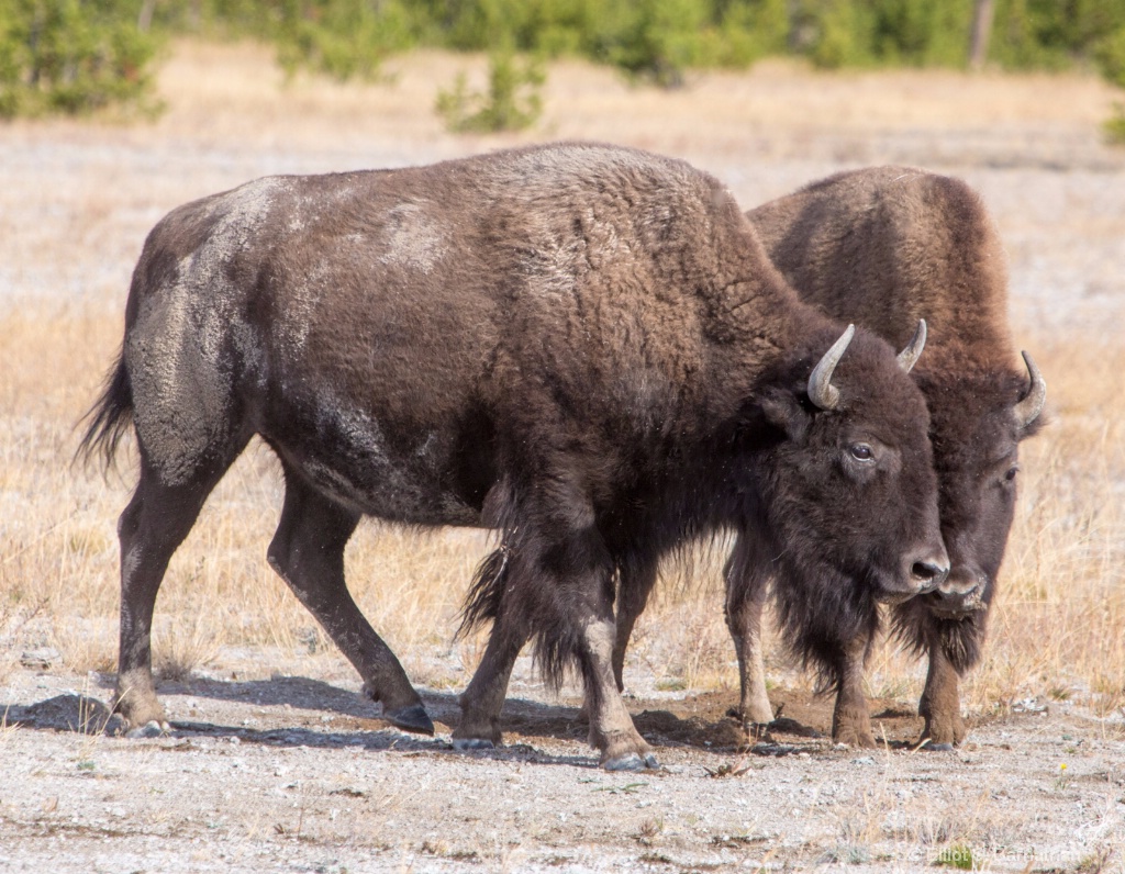 Yellowstone 77