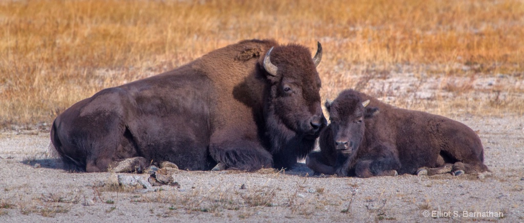 Yellowstone 76