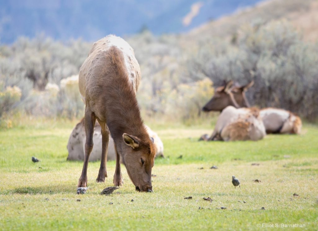 Yellowstone 69