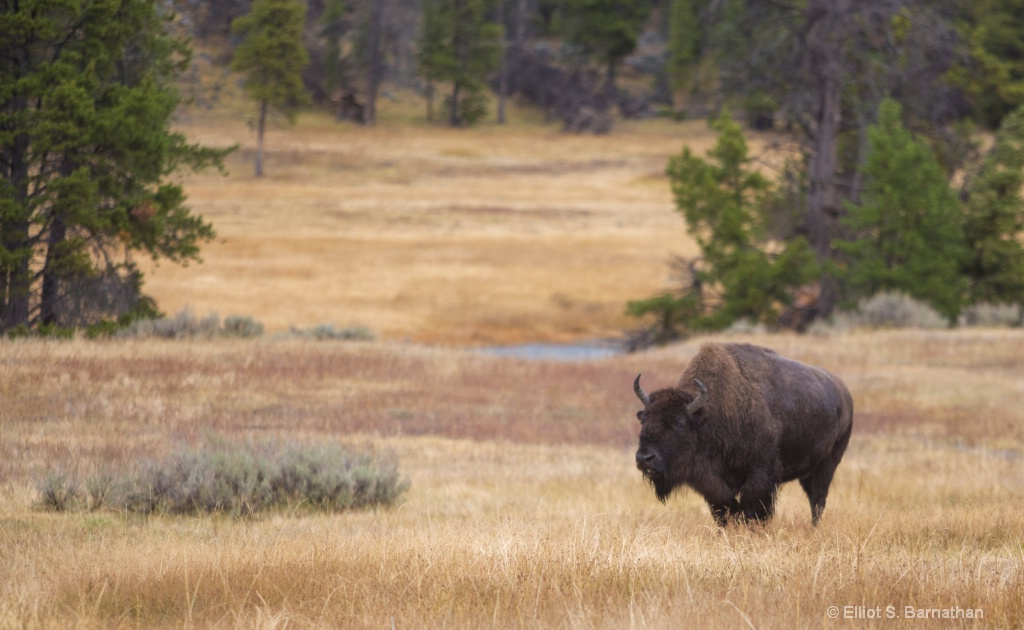 Yellowstone 61