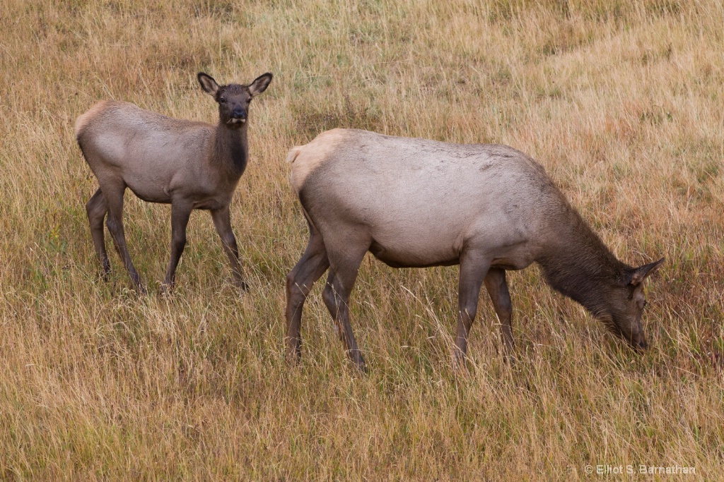 Yellowstone 57