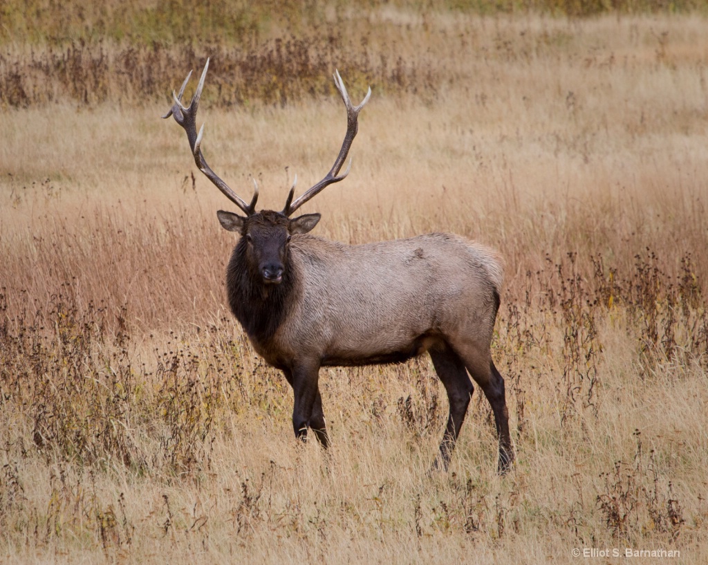 Yellowstone 56