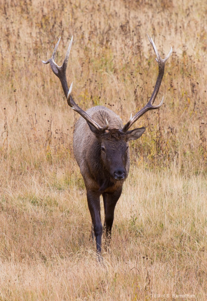 Yellowstone 55