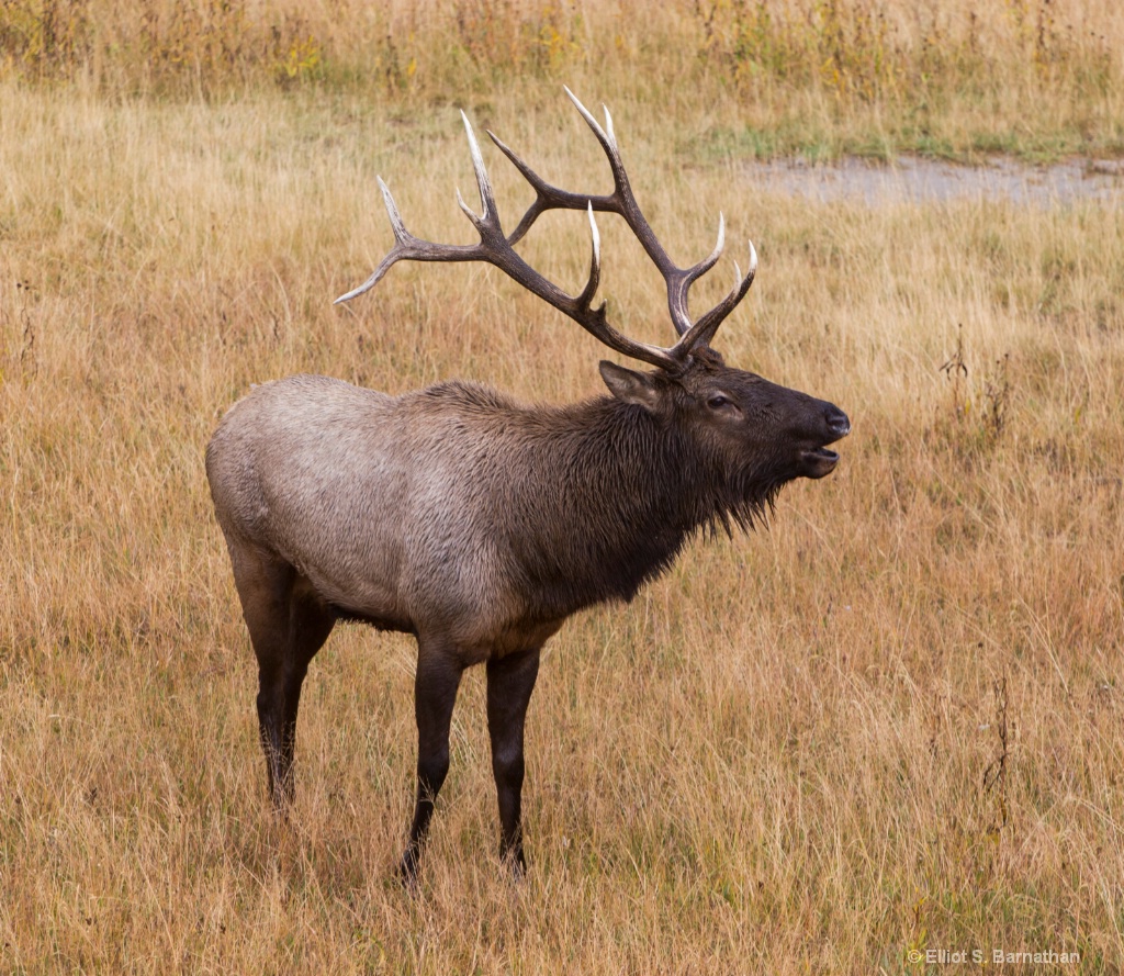 Yellowstone 54