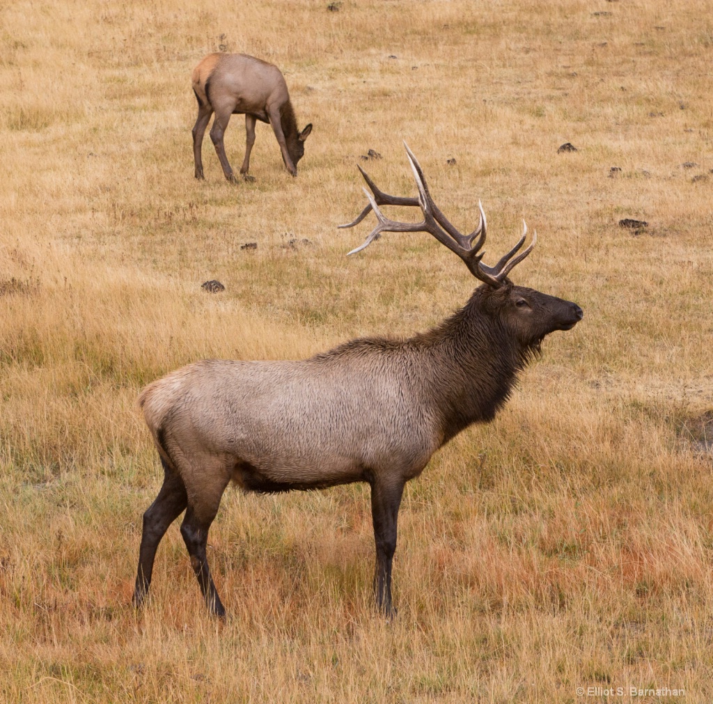 Yellowstone 52