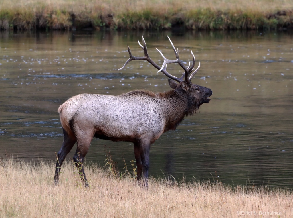 Yellowstone 113