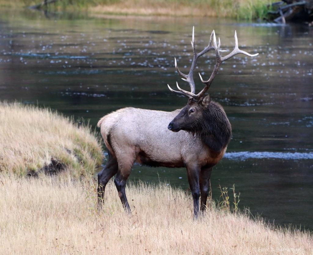 Yellowstone 112