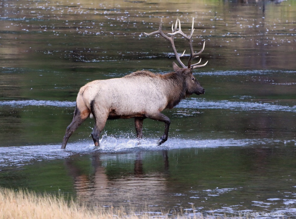 Yellowstone 111