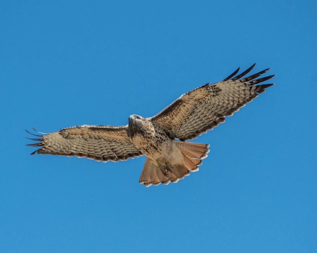 Hovering Red Tail Hawk