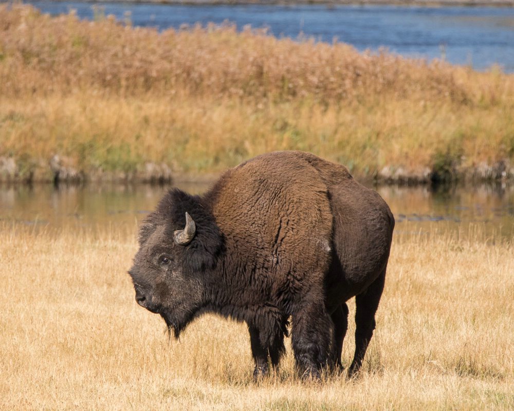 Bison on the Madison River