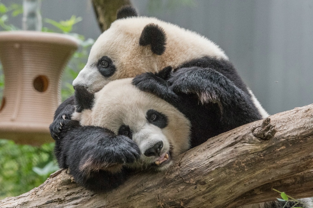 Bei Bei and Mom