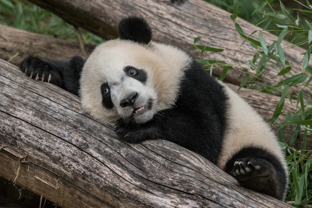 Bei Bei