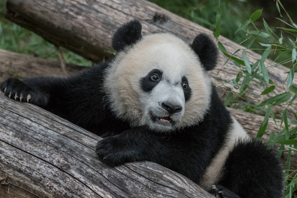 Bei Bei