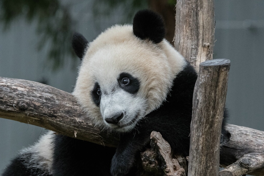 Bei Bei 