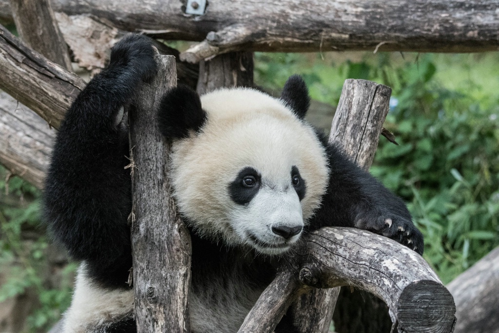 Bei Bei