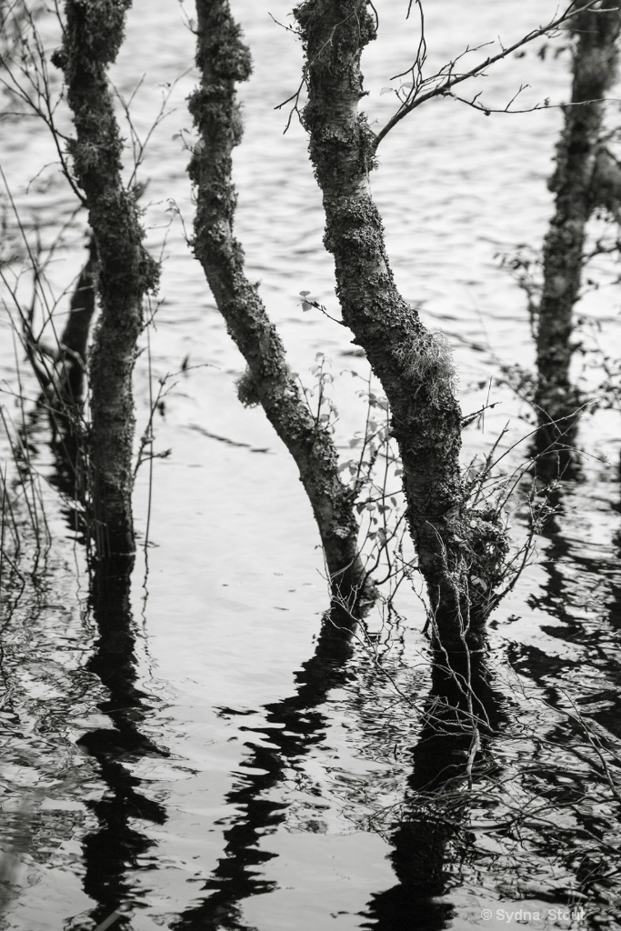 cairngorms marshland