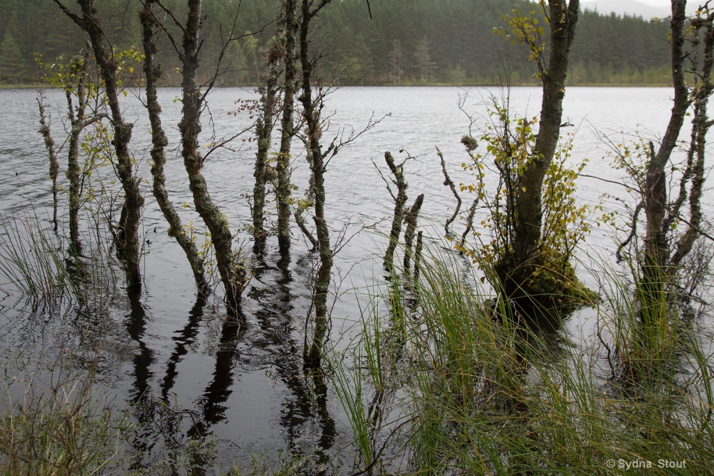 Insh Marshes