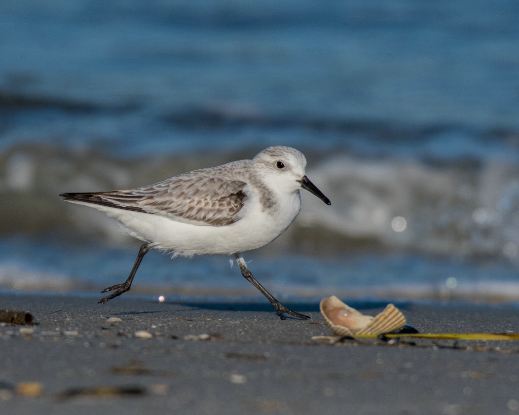 Running Plover