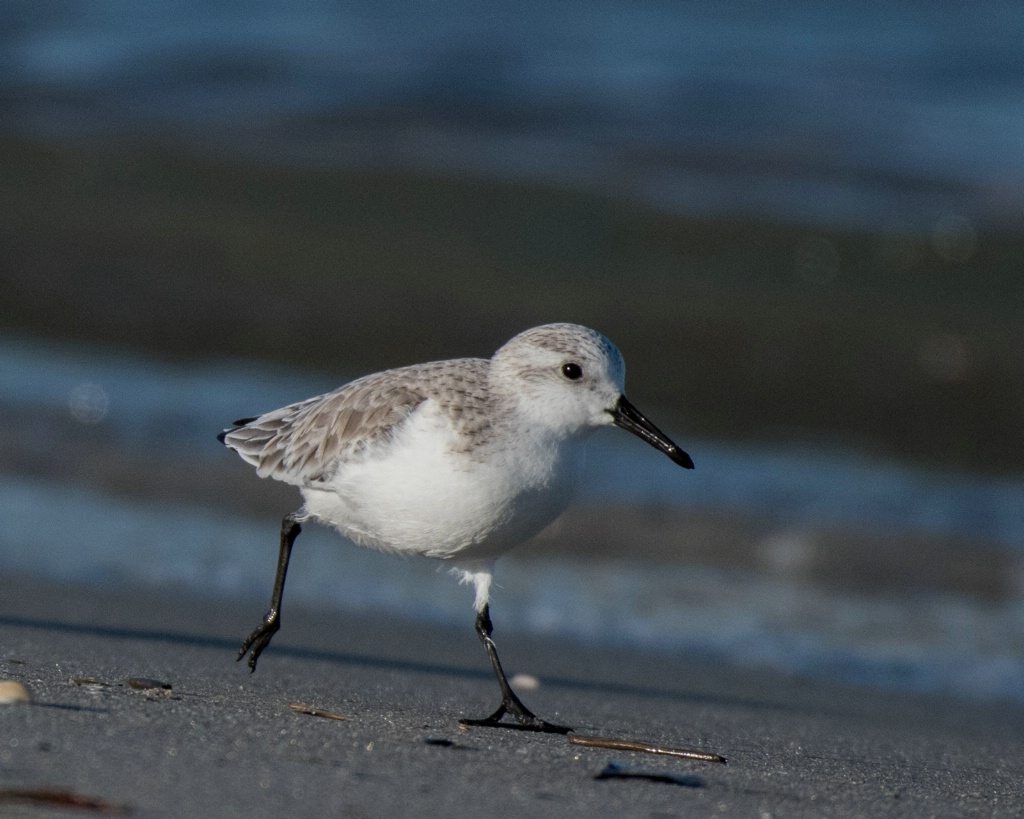 Wilson's Plover