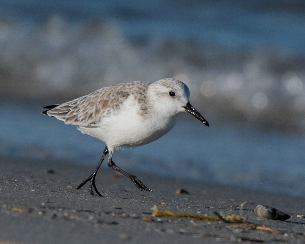 Wilson's Plover