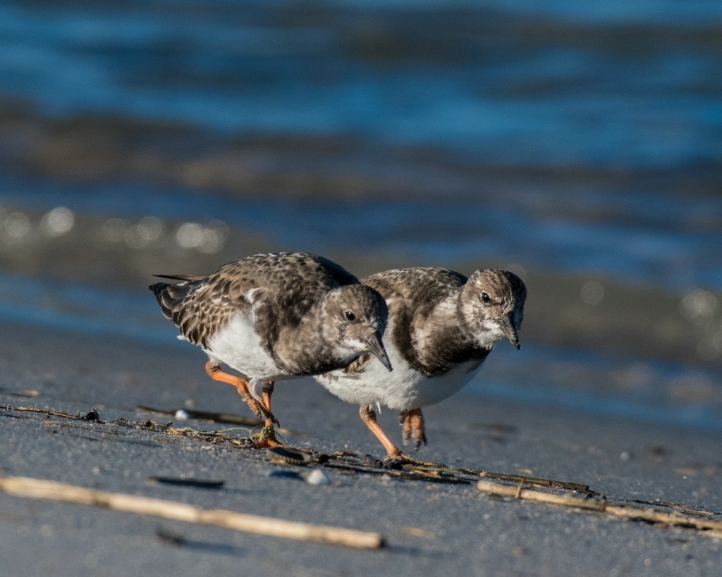 Racing Ruddy Turnstones