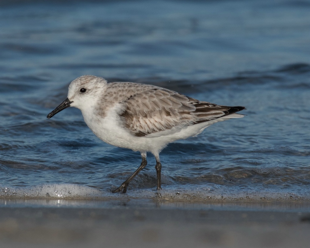 Wilson's Plover