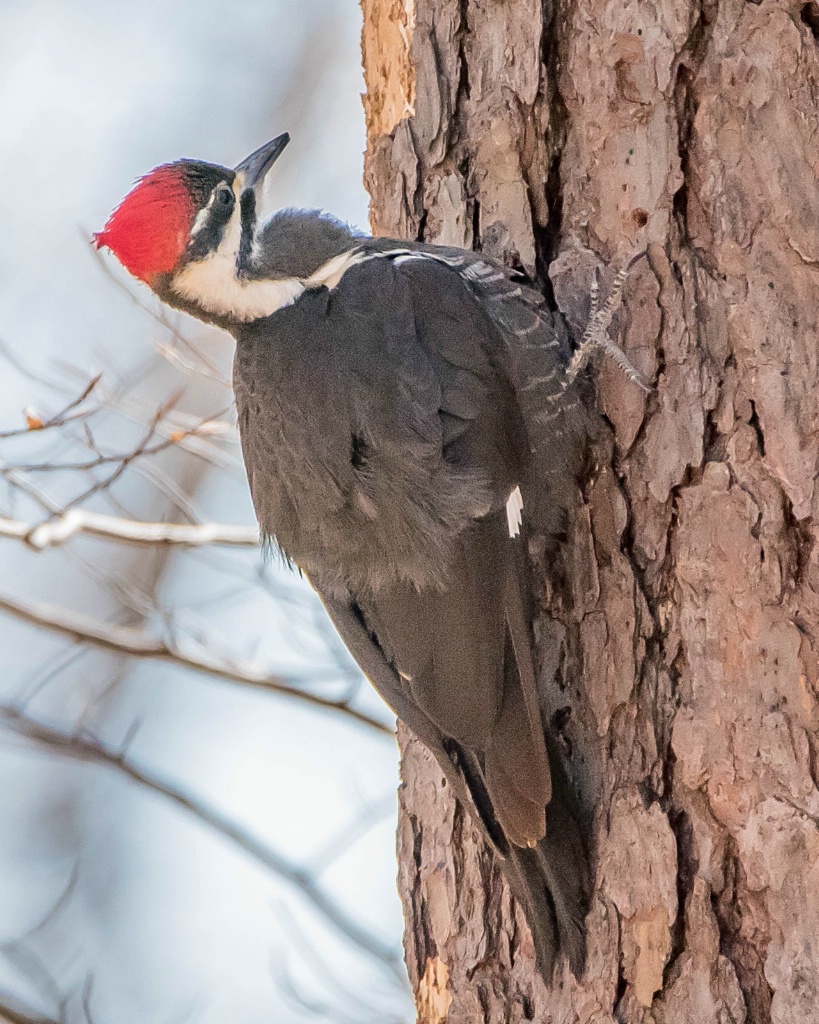 Pileated Woodpecker