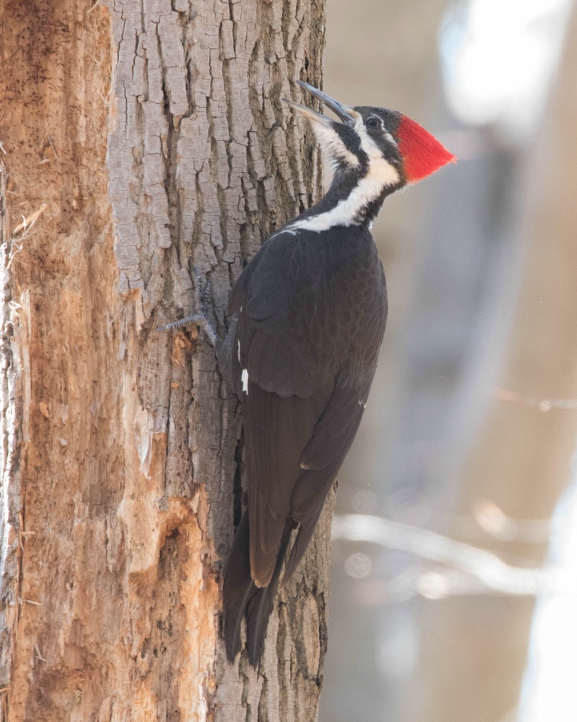 Pileated Woodpecker