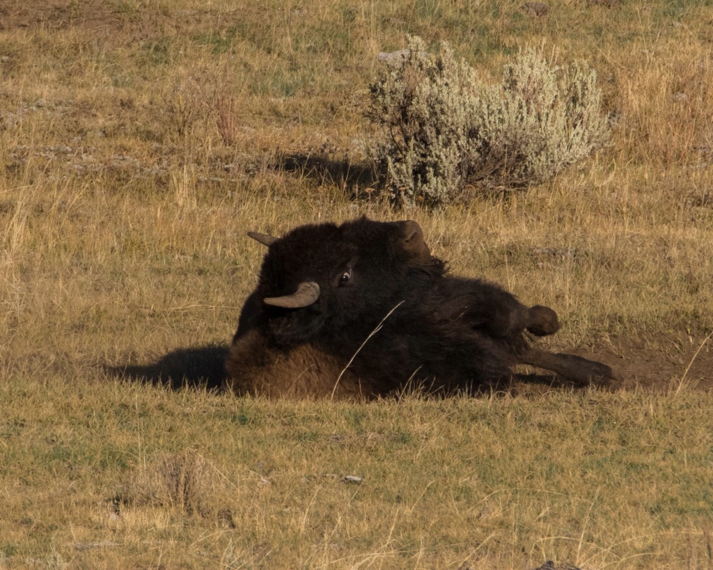 Scratchin' Bison