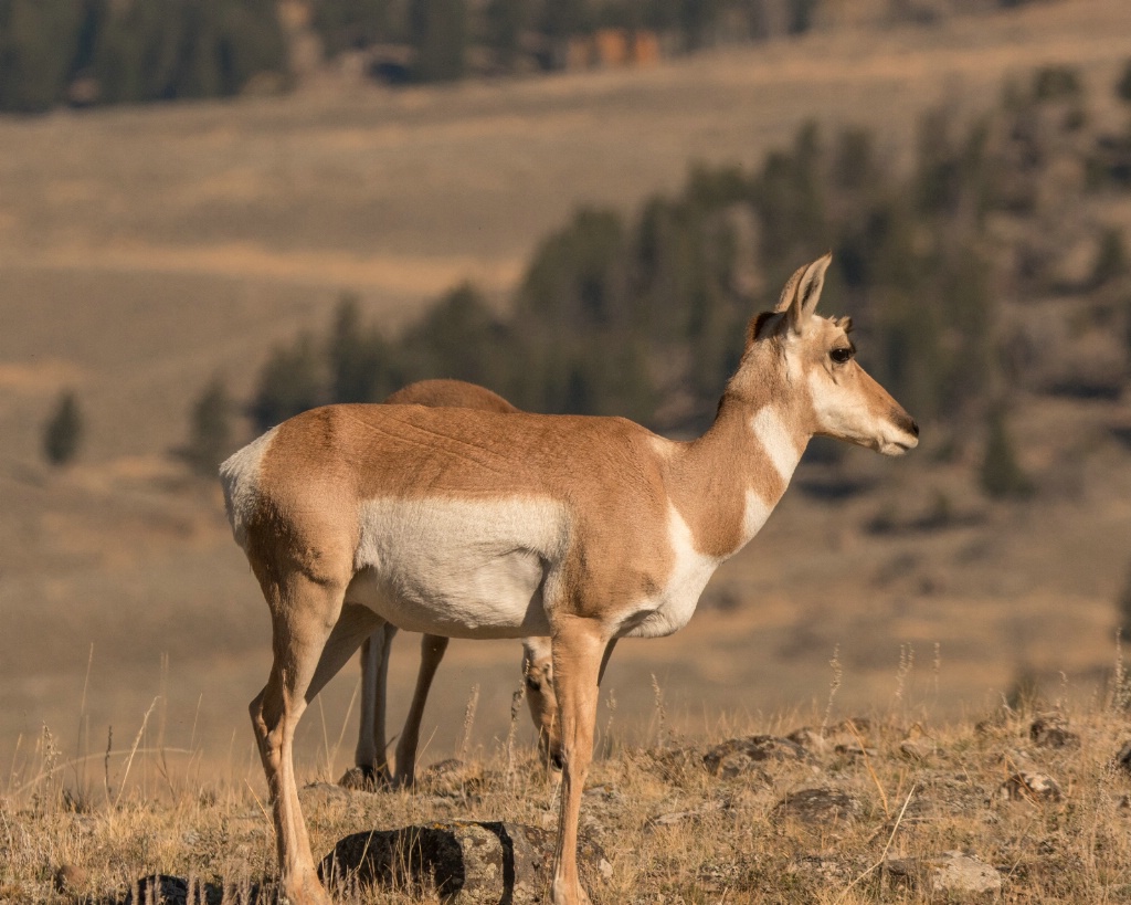 Pronghorn