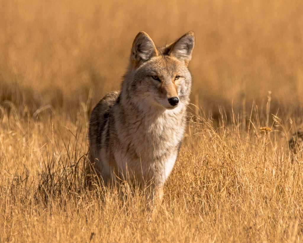 Regal Coyote