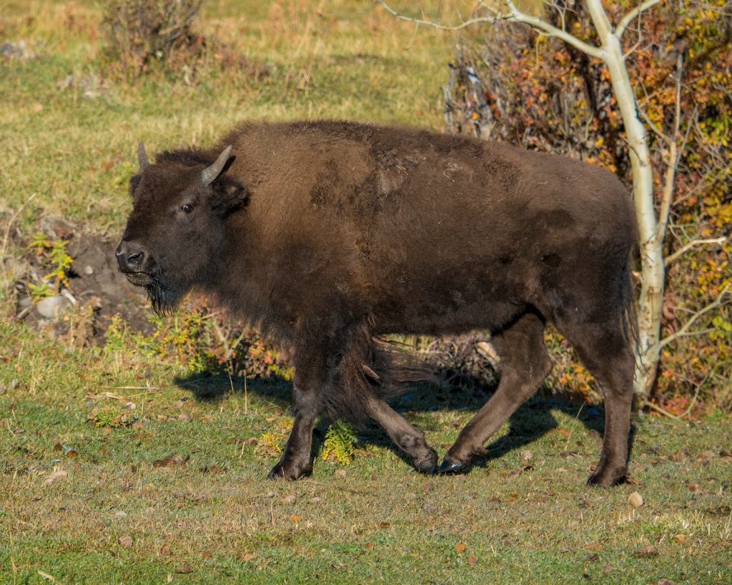 Fall Bison