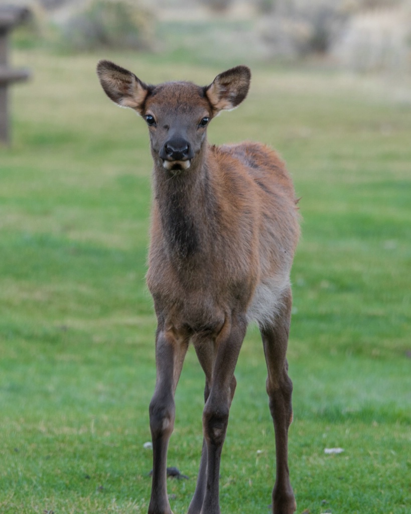 Young Elk in Mamouth