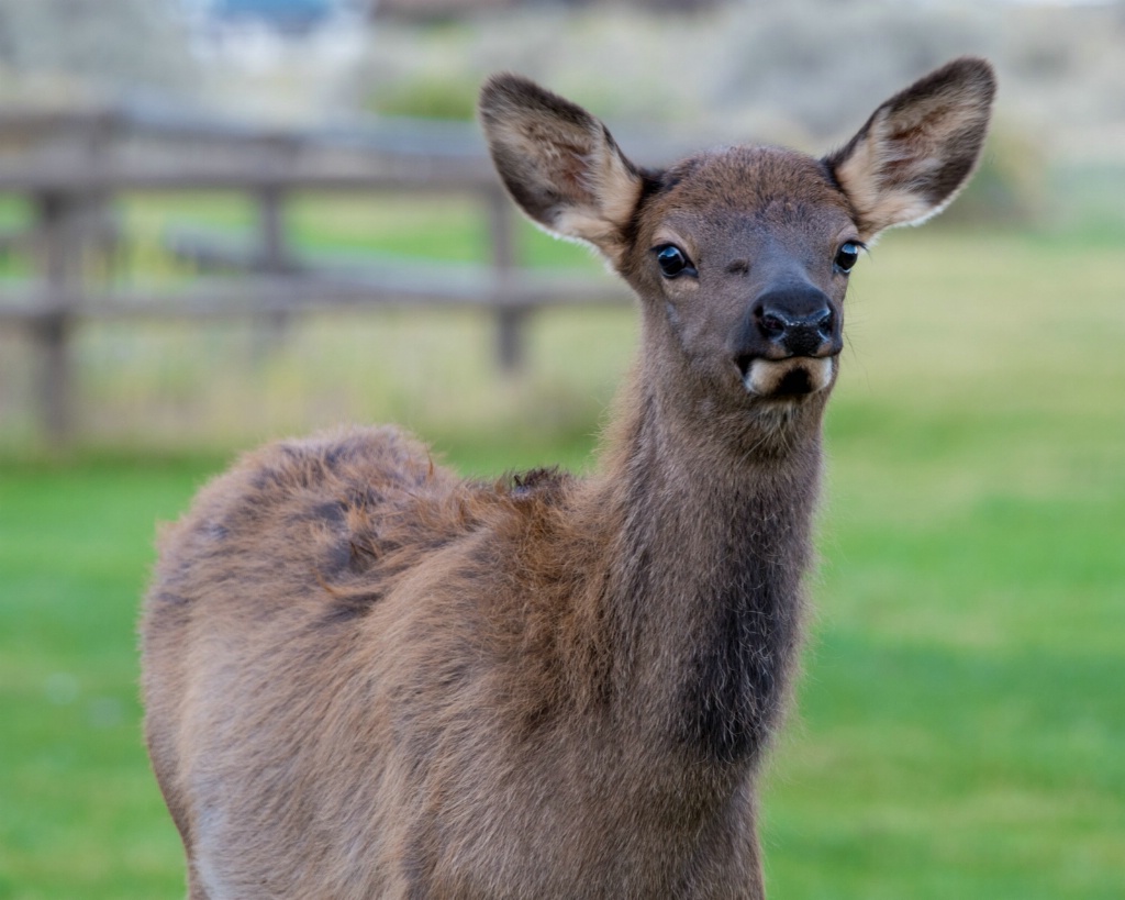 Elk in Mamouth Hot Springs