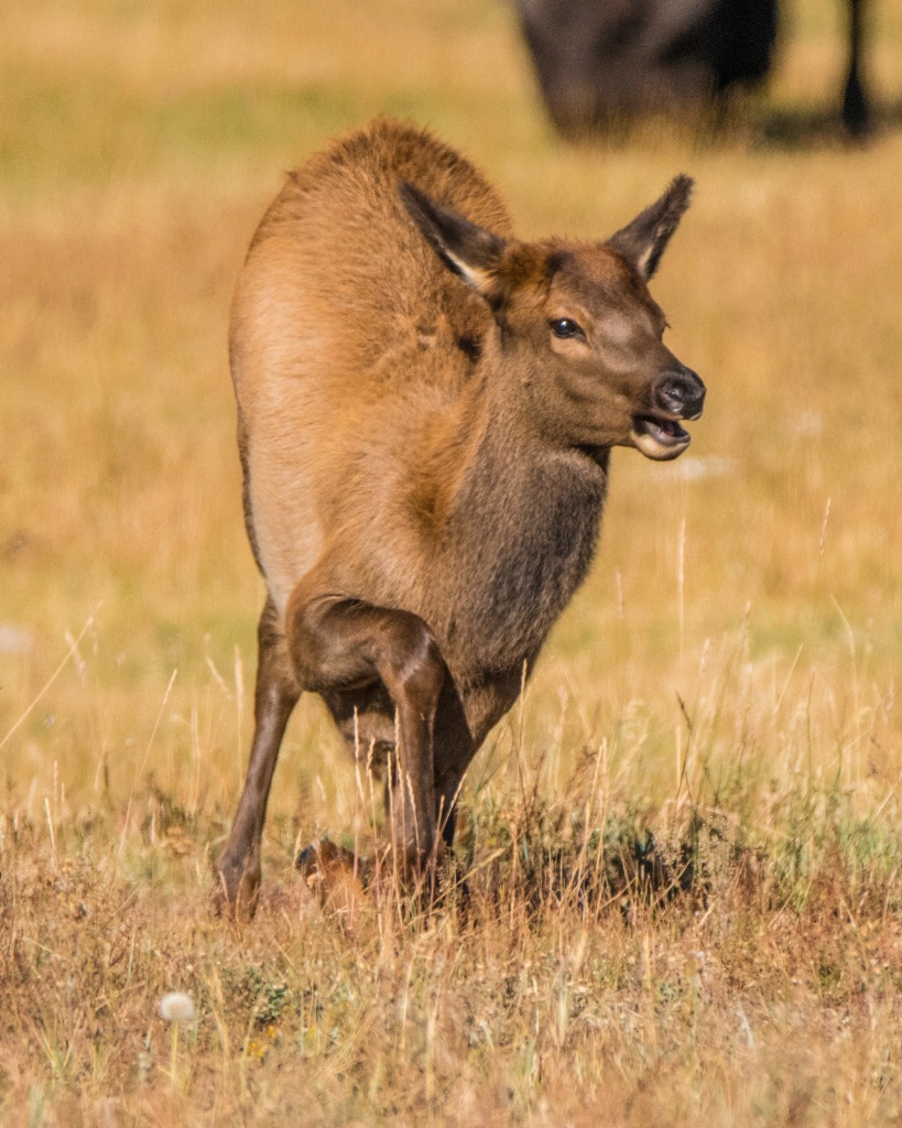 Young Elk Wakes Up