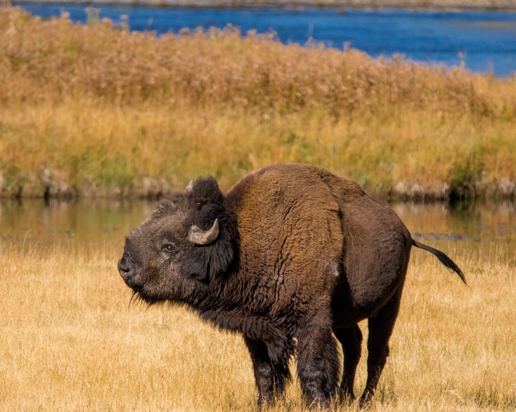 Shake the Bison