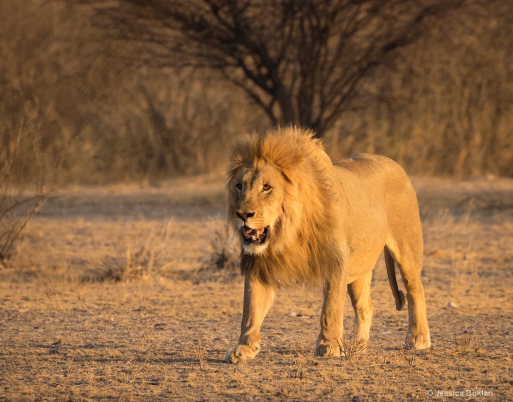 Glowing Mane