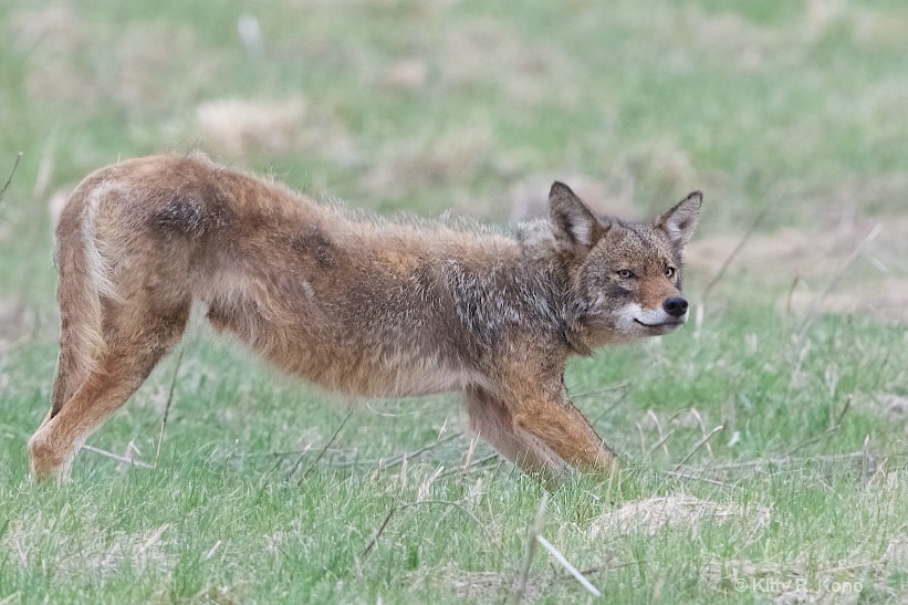 Coyote Coming Out of a Stretch