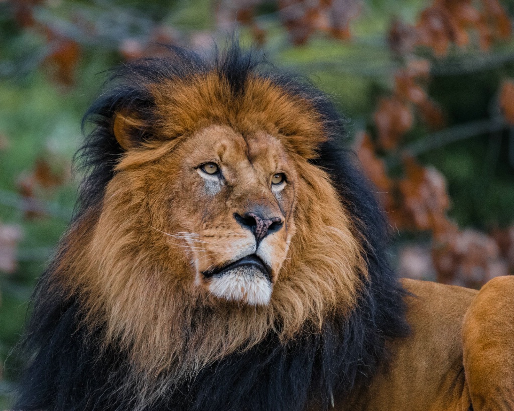 Regal Lion