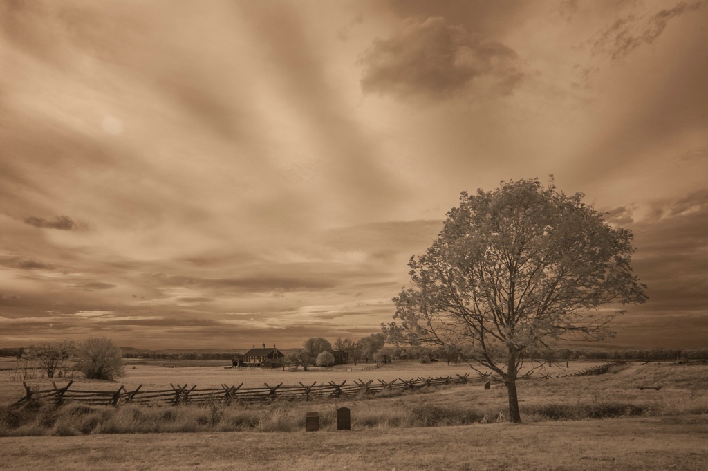 Tree and Fence