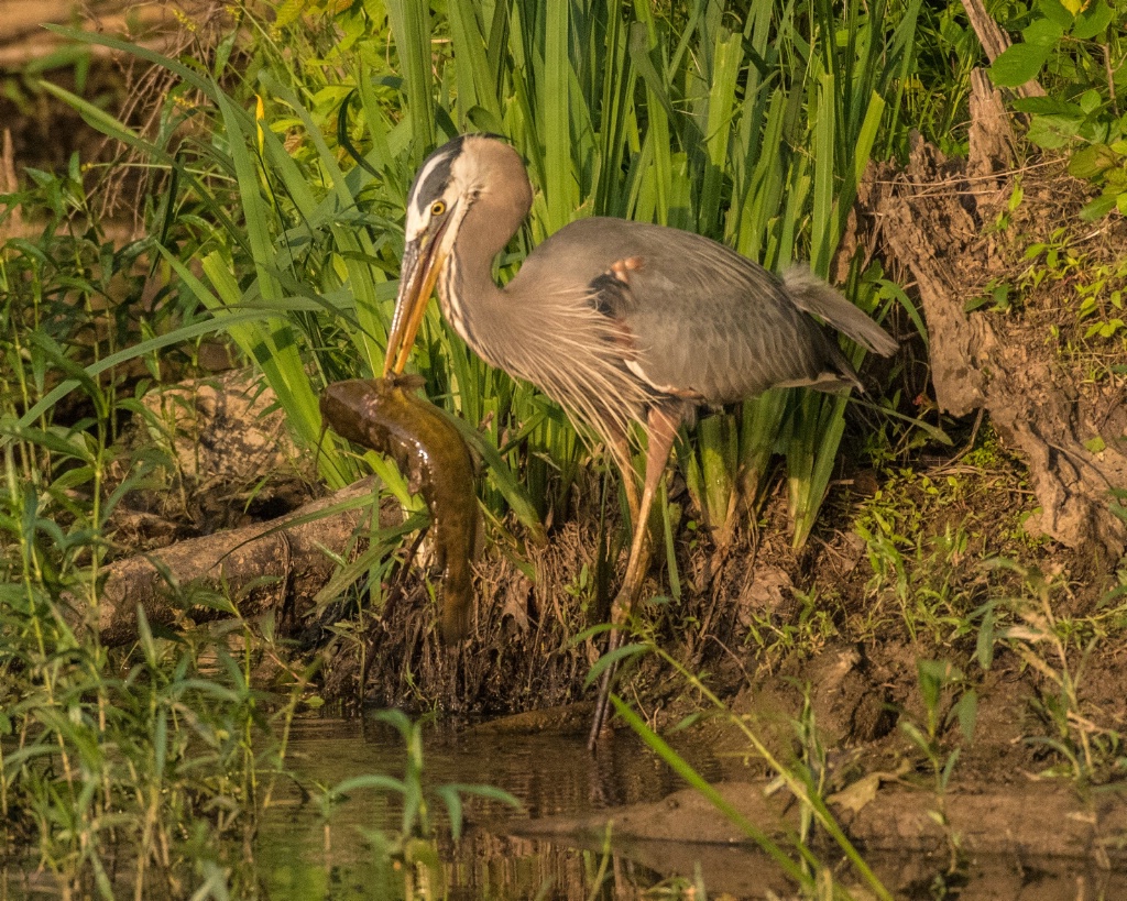 Hungry Hungry Heron