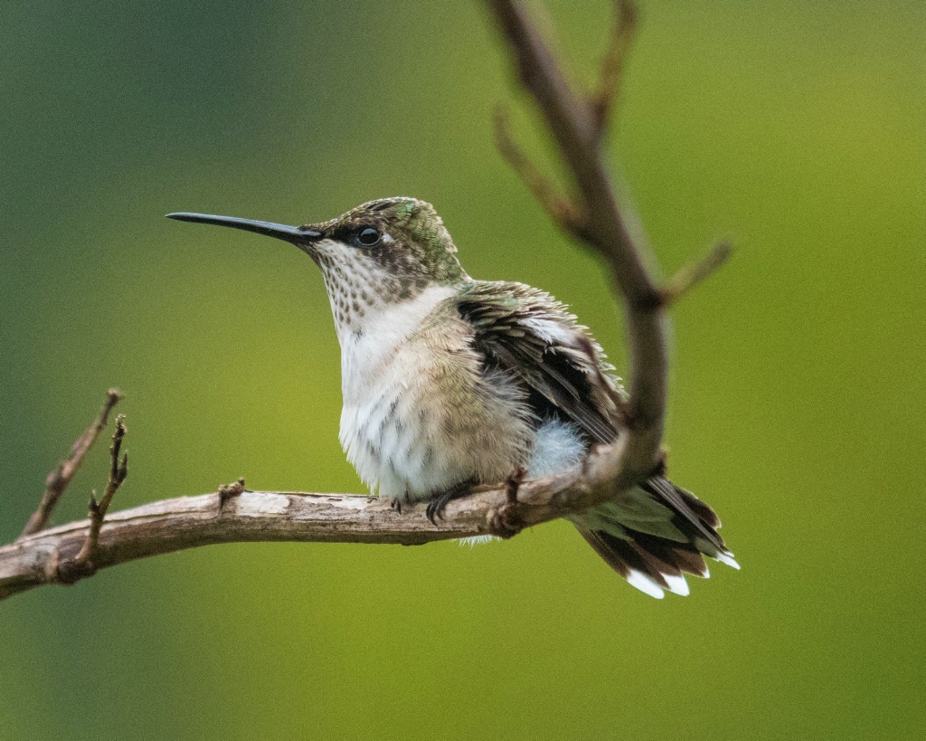 Chubby Hummer