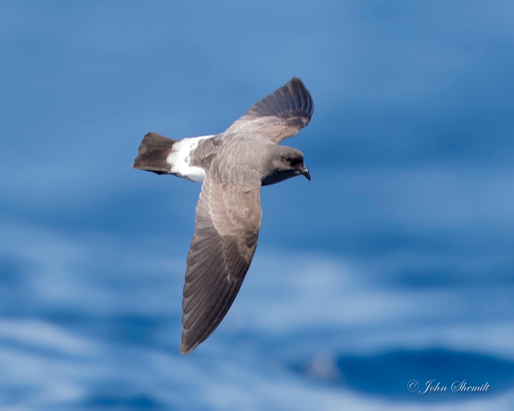 White-bellied Storm-petrel - Nov 7th, 2014