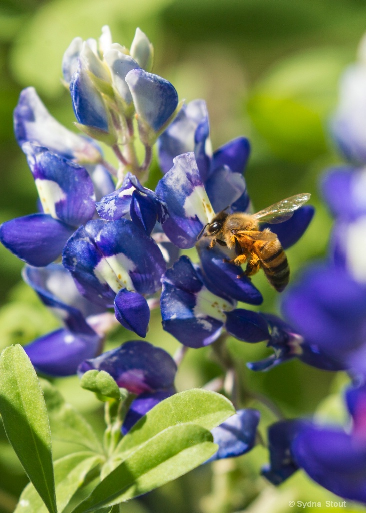 Hill Country Bluebonnets